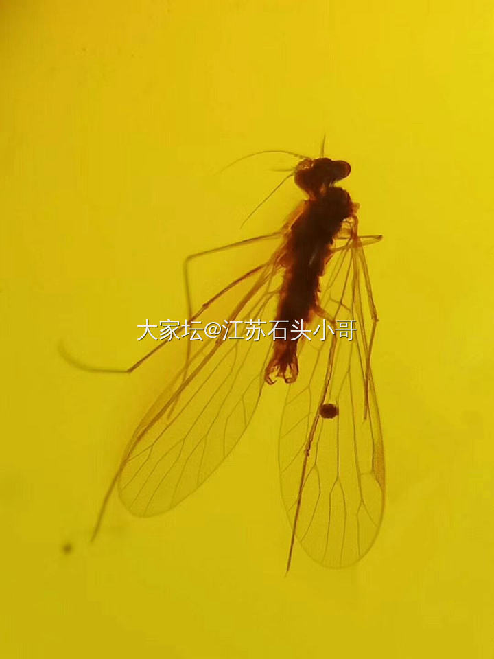 缅甸虫珀
缅甸琥珀形成于一亿年左右的白垩纪时期，是事实已发现的最古老的琥珀，包裹...