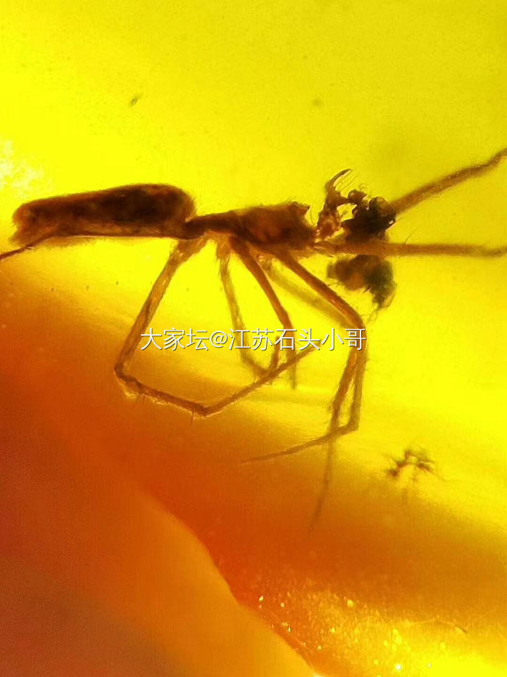缅甸虫珀
缅甸琥珀形成于一亿年左右的白垩纪时期，是事实已发现的最古老的琥珀，包裹...