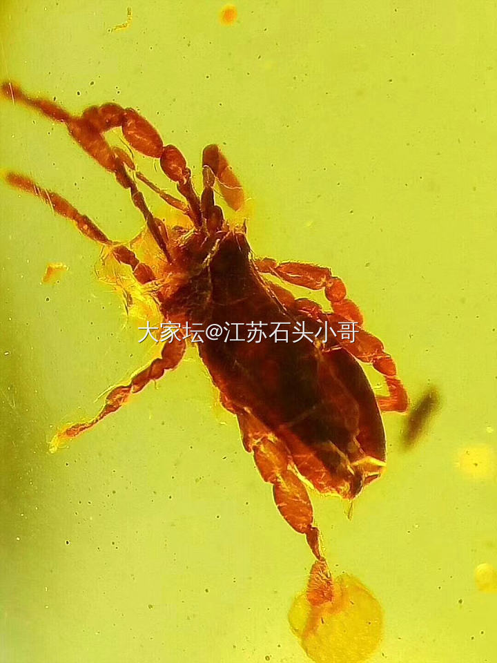 缅甸虫珀
缅甸琥珀形成于一亿年左右的白垩纪时期，是事实已发现的最古老的琥珀，包裹...