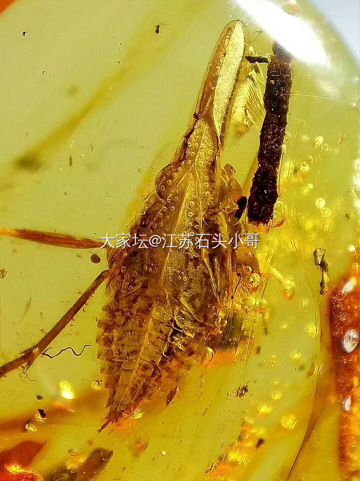 缅甸虫珀
缅甸琥珀形成于一亿年左右的白垩纪时期，是事实已发现的最古老的琥珀，包裹...