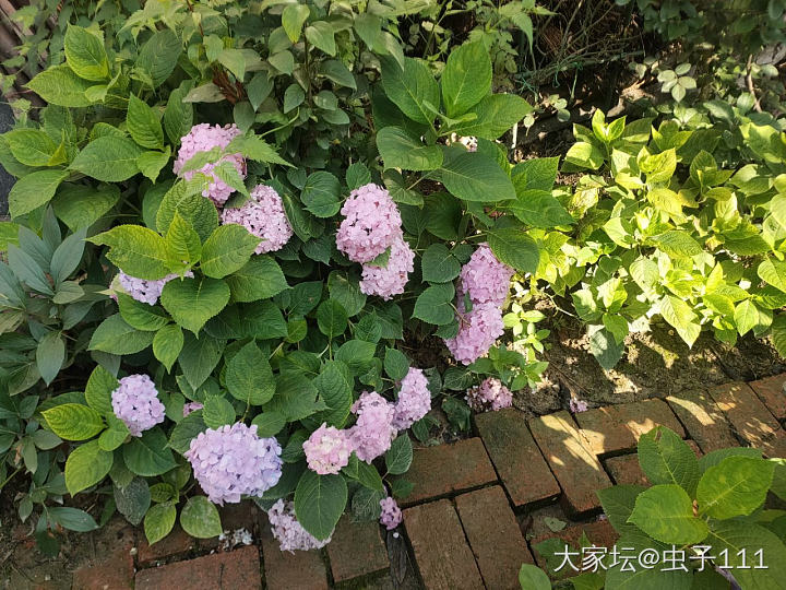 阳光正好_花