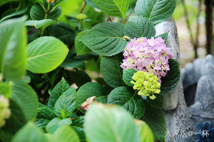 一场冰雹之后……_花