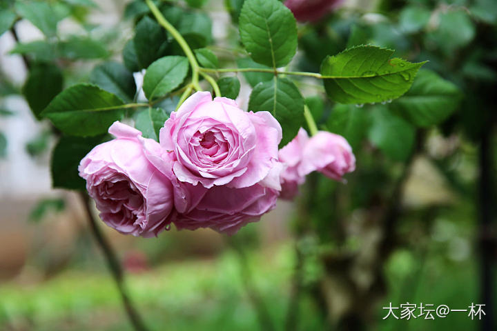 一场冰雹之后……_花