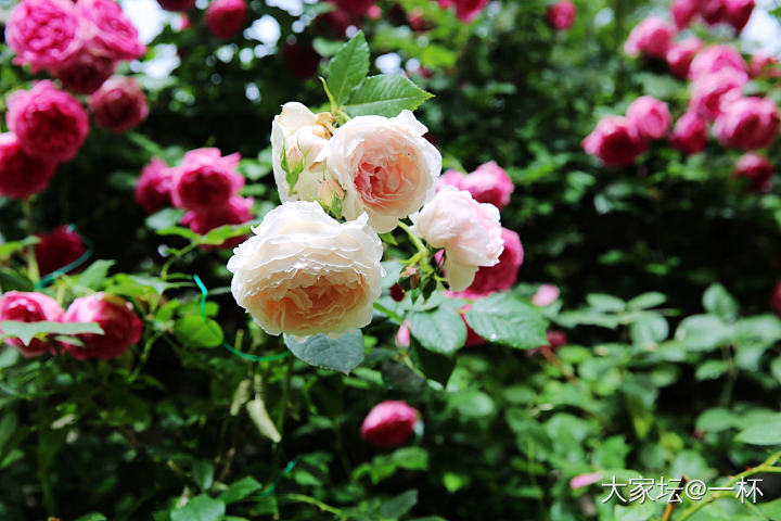 一场冰雹之后……_花