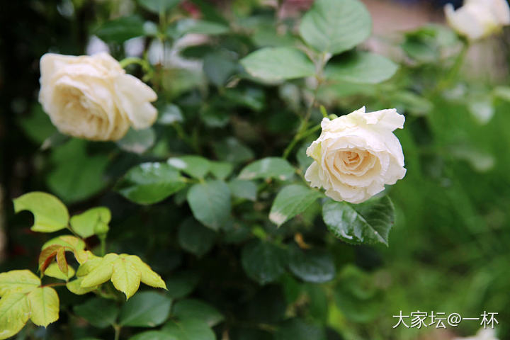 一场冰雹之后……_花