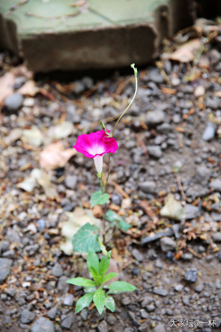 一场冰雹之后……_花