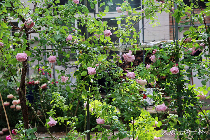 一场冰雹之后……_花