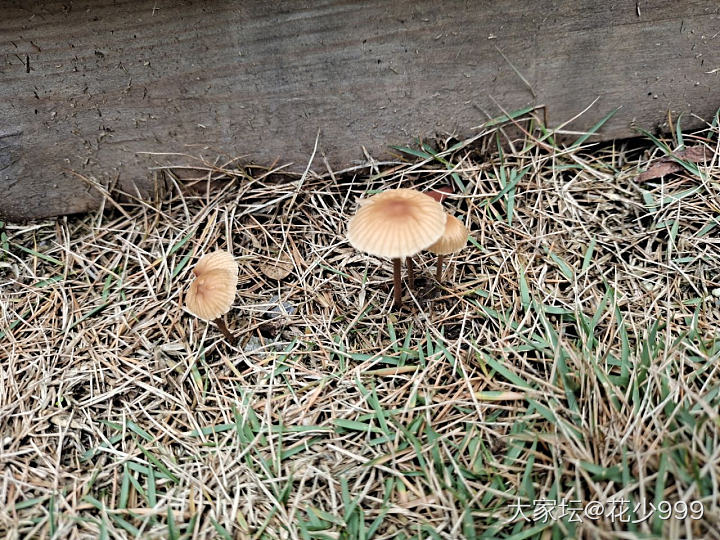 求助，这两种是什么菌类_植物