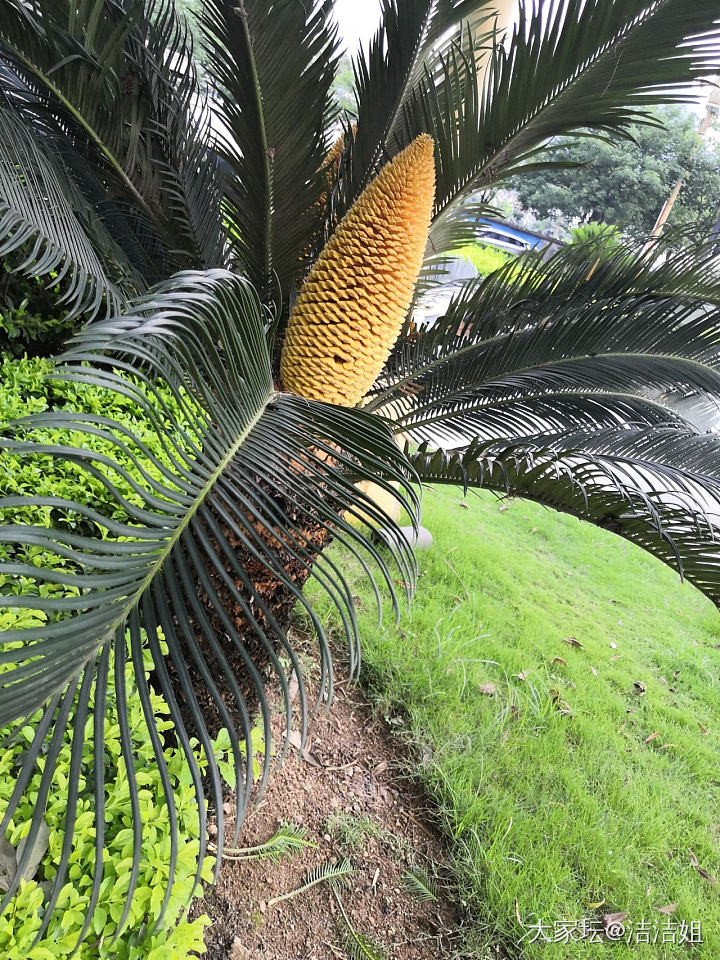 现在铁树开花好多呀😀