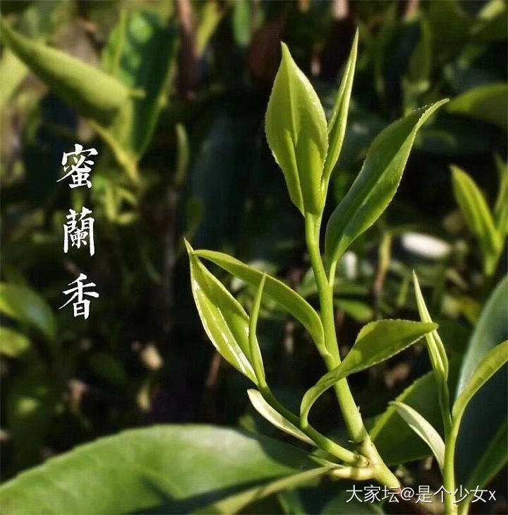 喝茶保命🌿