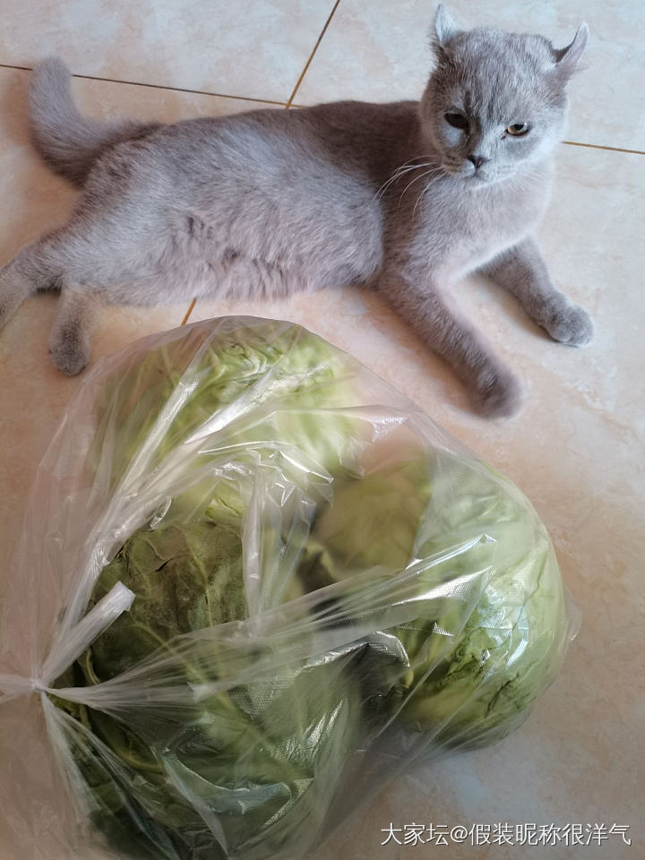 猜猜这三个洋白菜多少钱？才对也没奖😂😂😂
价格特别震惊😜_食材