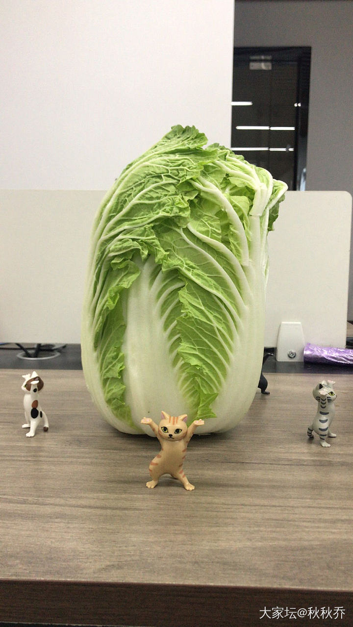 猜猜这三个洋白菜多少钱？才对也没奖😂😂😂
价格特别震惊😜_食材