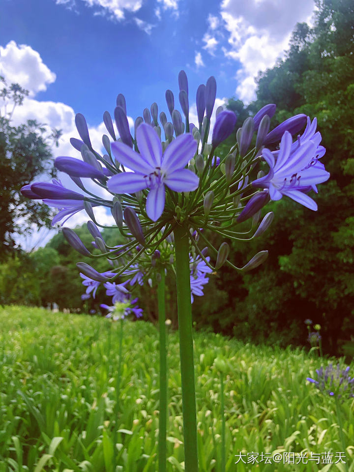 百子莲_花