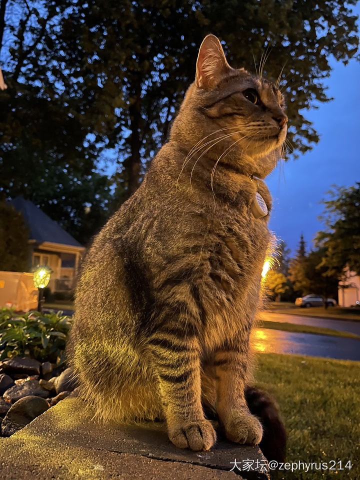 与宝贝的静谧雨后_猫