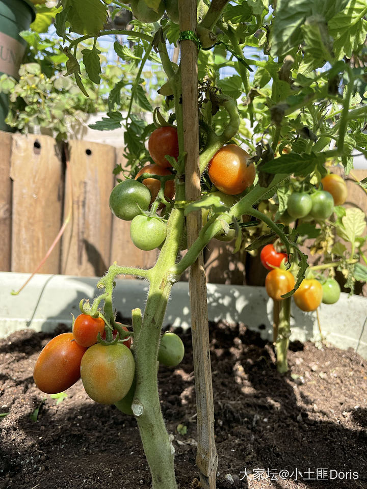 楼顶200平方小菜地的诱惑_植物