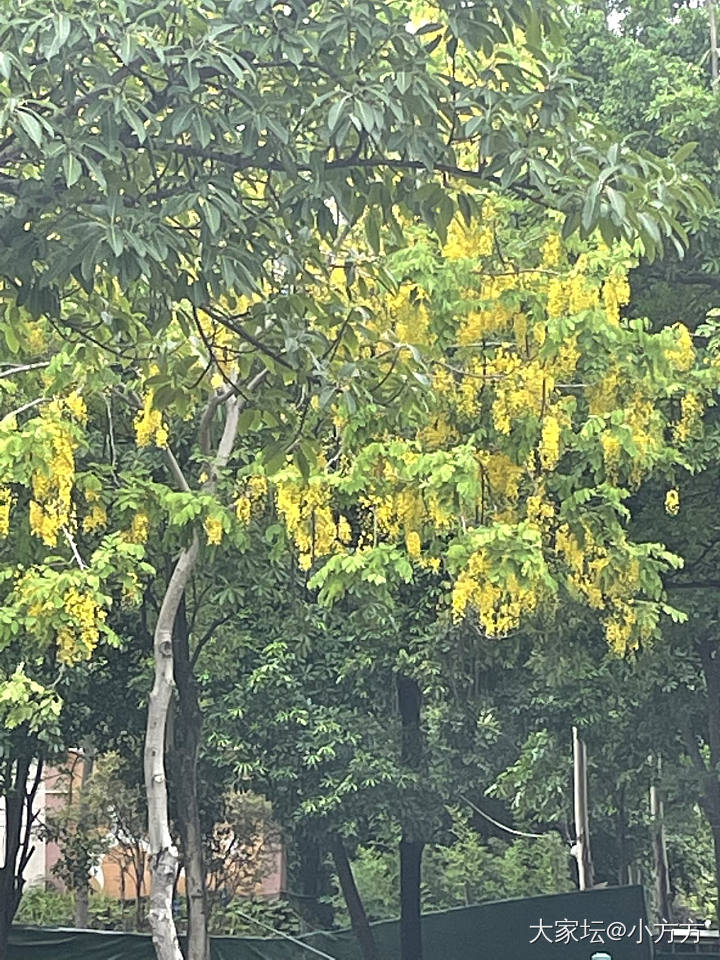 逛逛_水果花