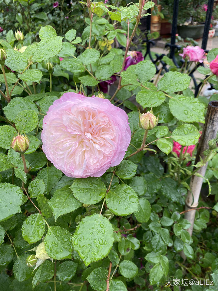 小区的月季2_花