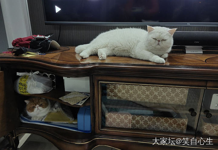 前车之鉴 千万不要买猫窝_猫