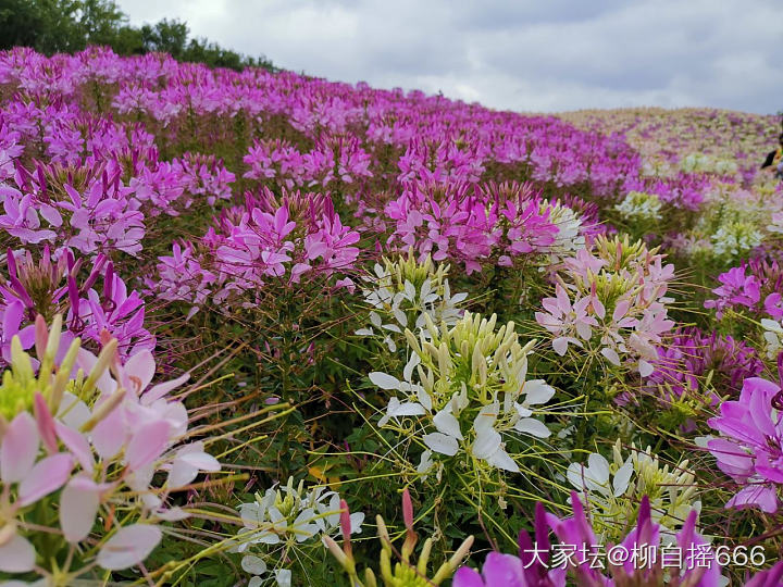 花博会值不值得去？_花