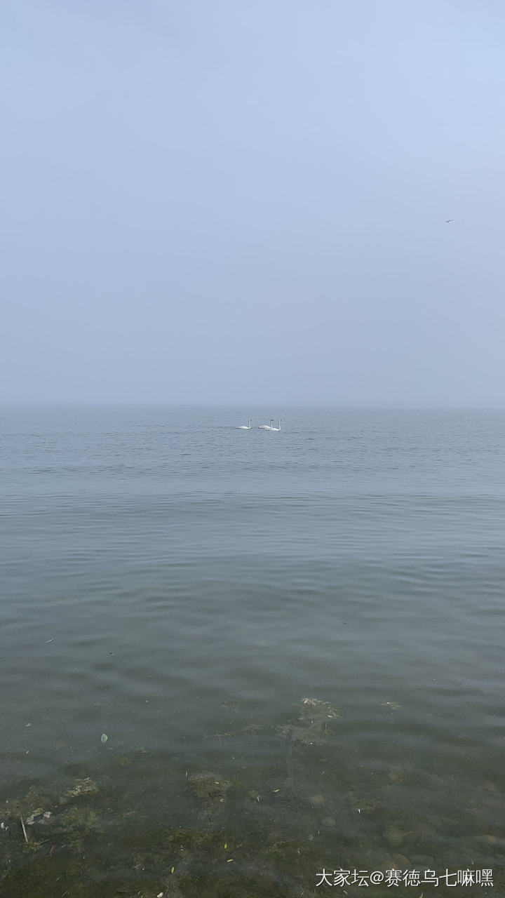 雾中的安大略湖畔，仙雾缭绕非常美，可惜手机拍不出来_景色