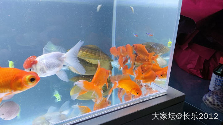 捡到的大河蚌_水族类