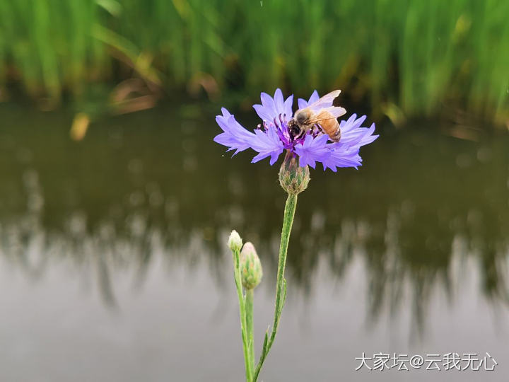 路边捡的花材😄_植物