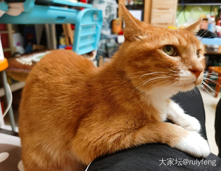 感动么？不敢动😂_猫