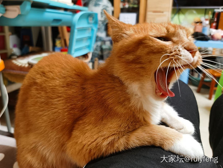 感动么？不敢动😂_猫