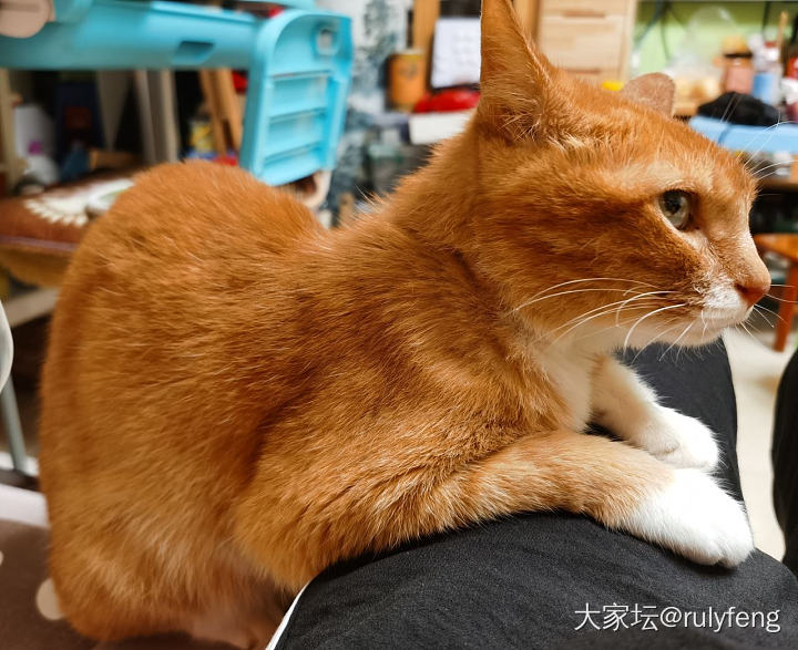 感动么？不敢动😂_猫