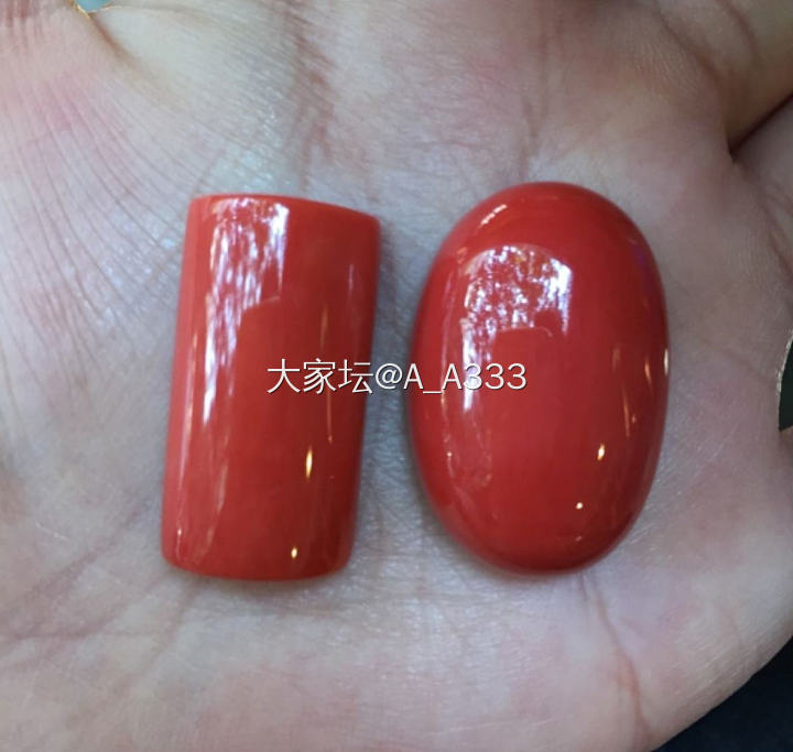 活枝王_珊瑚