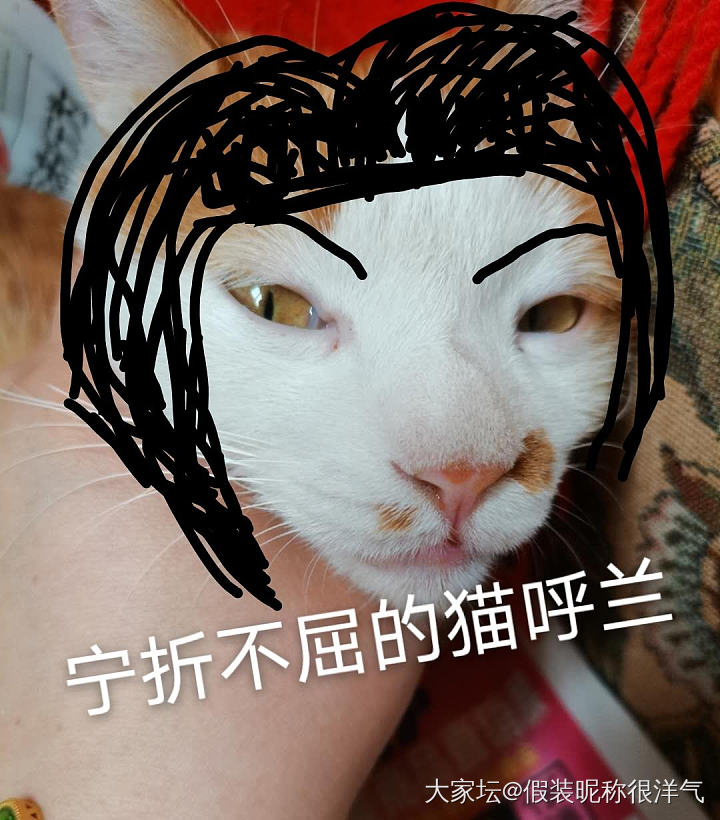 养了只白眼狼_猫