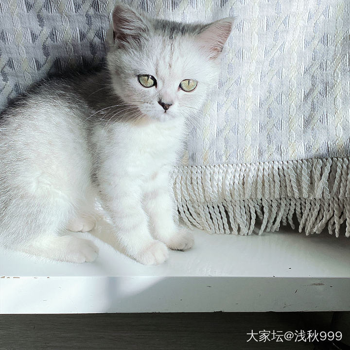 养猫咪的来_猫