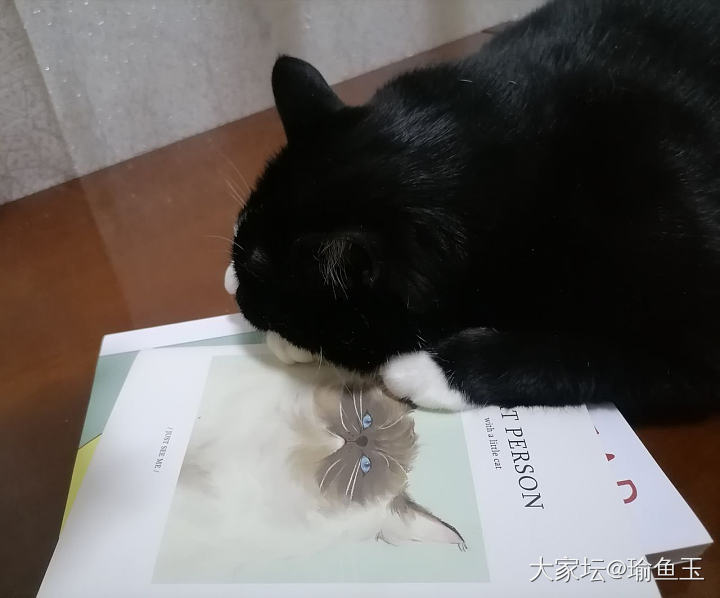 夺命喵喵萝_植物猫