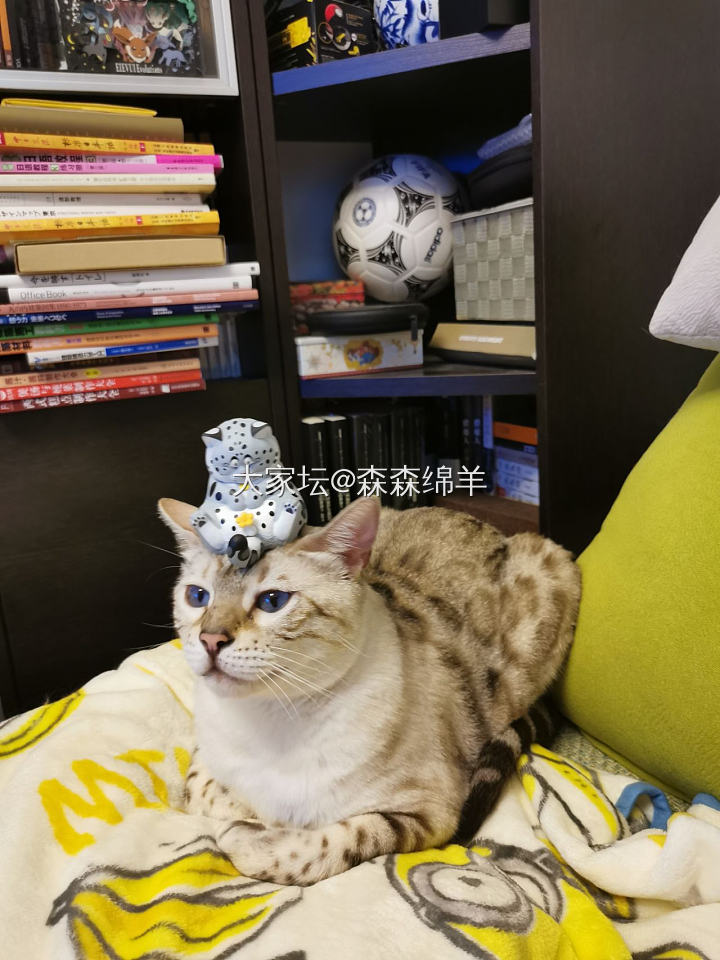 水红包 努力培养工具猫_猫宠物