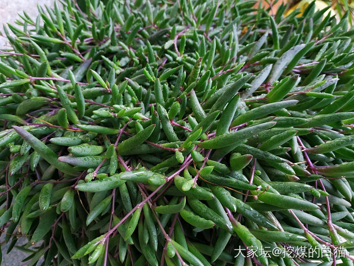 要是我的头发也有这么茂盛，多好_植物