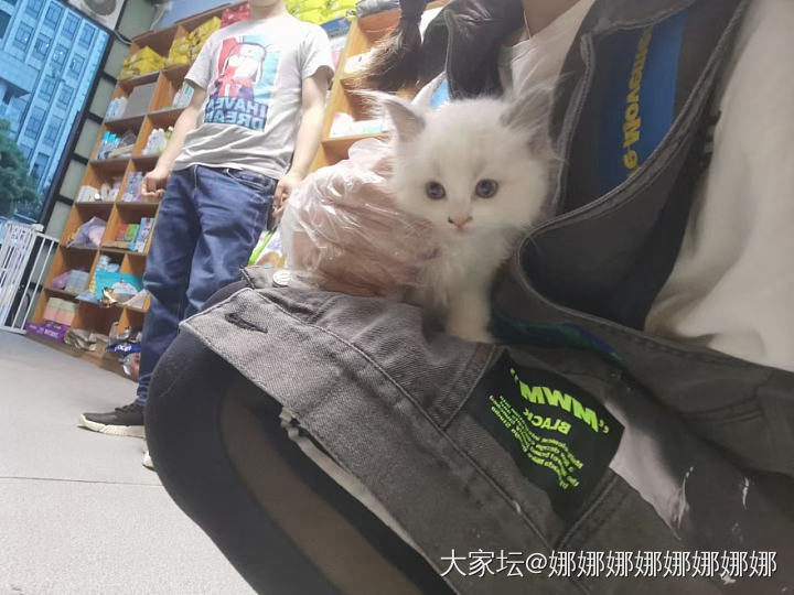 大家都来晒猫咪玩儿🐱_猫