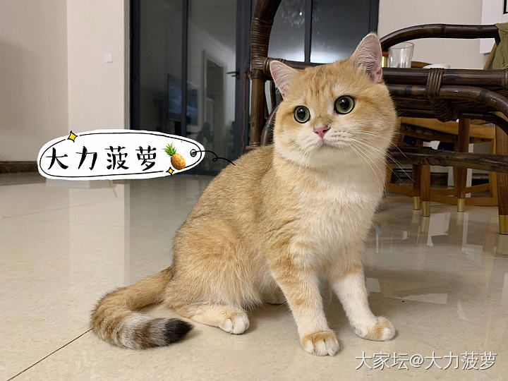 大家都来晒猫咪玩儿🐱_猫