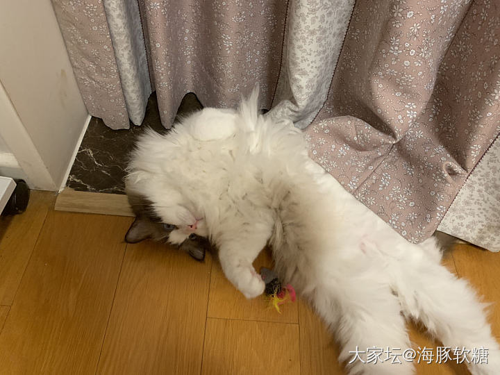 大家都来晒猫咪玩儿🐱_猫