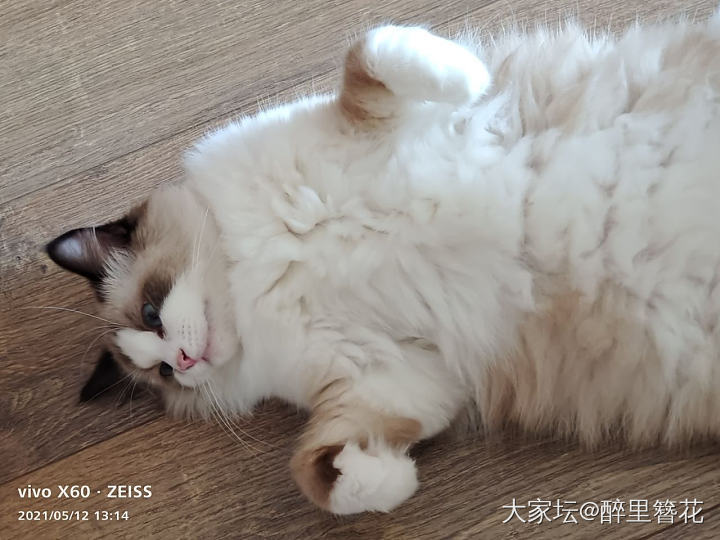 大家都来晒猫咪玩儿🐱_猫