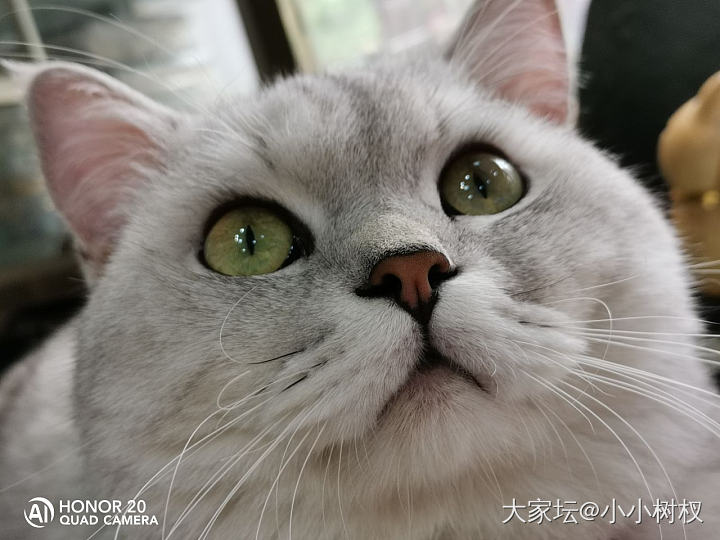 大家都来晒猫咪玩儿🐱_猫