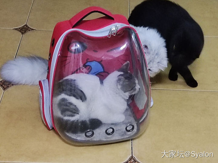 捡了一只喵_猫