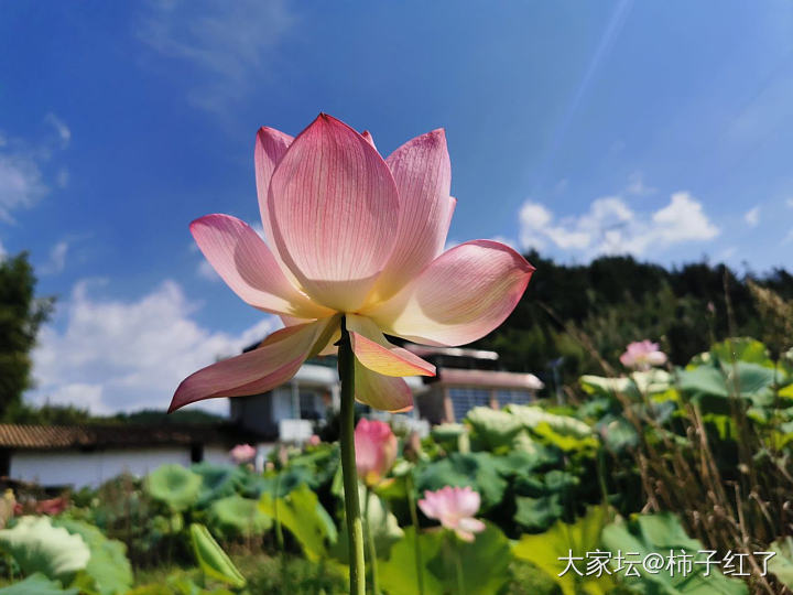 溜达下一站，隔壁村赏荷花。_景色旅游