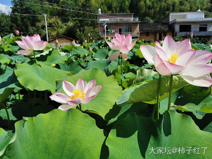 溜达下一站，隔壁村赏荷花。_景色旅游