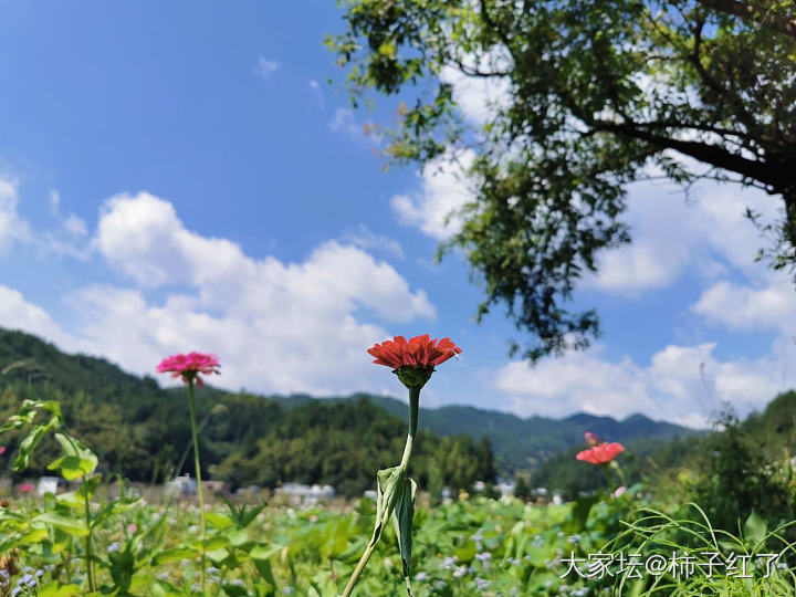 溜达下一站，隔壁村赏荷花。_景色旅游