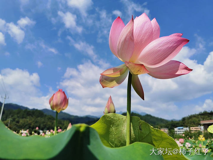 溜达下一站，隔壁村赏荷花。_景色旅游