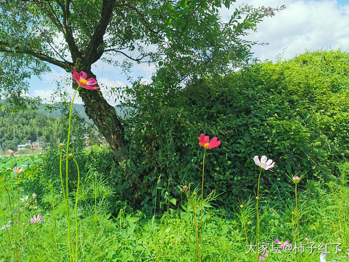 溜达下一站，隔壁村赏荷花。_景色旅游