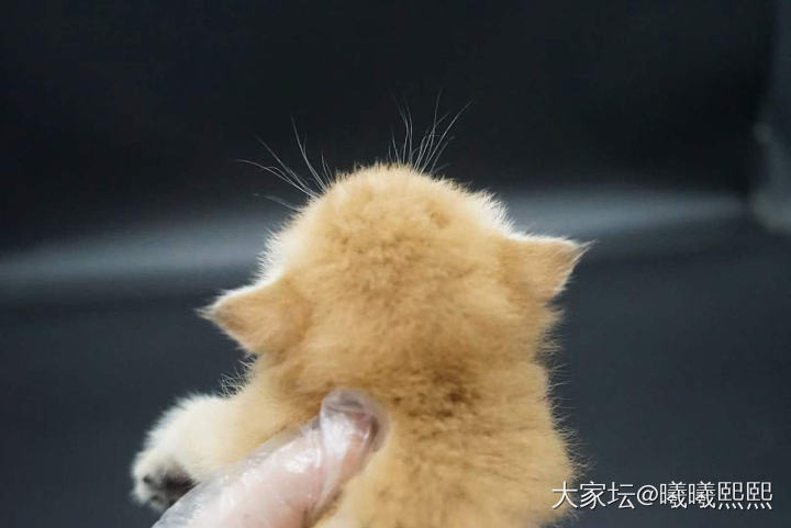 好萌！不知道是什么品种_猫