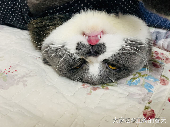 我猫的睡姿总是像个人_猫宠物