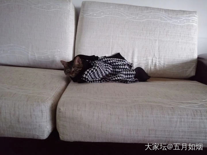 我猫的睡姿总是像个人_猫宠物