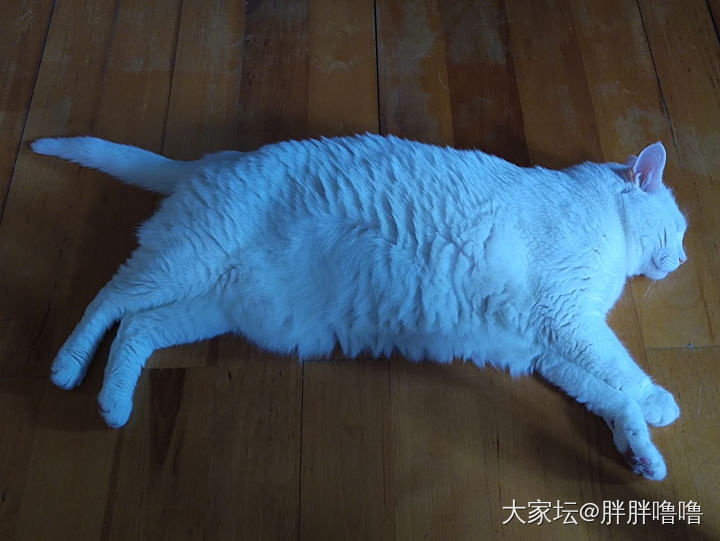 我猫的睡姿总是像个人_猫宠物